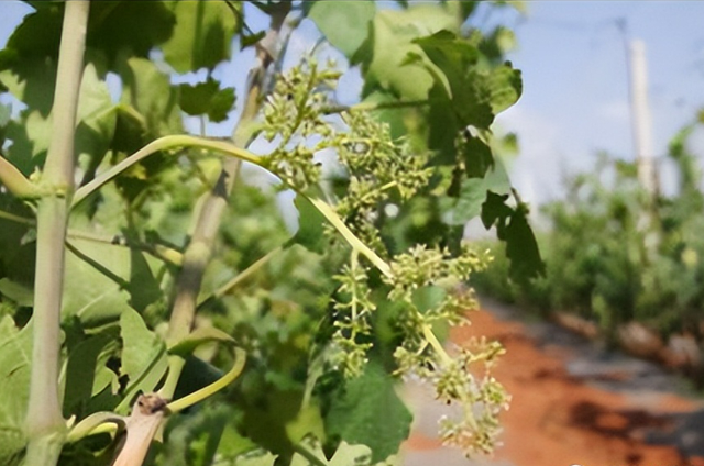 农技学习｜红提葡萄露地种植的管理技术要点