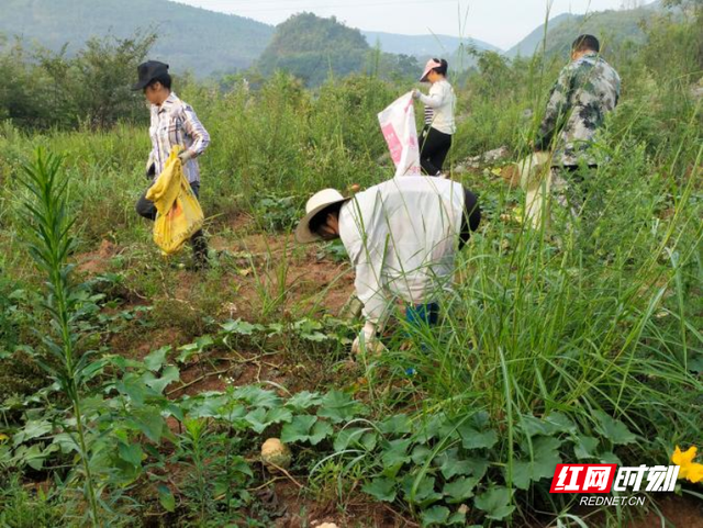 宜章县关溪乡：村民代表联群众 荒地耕出丰收田