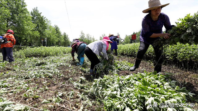 种植100亩艾草，需要投资多少本钱，现实收益和理论收益差距大吗