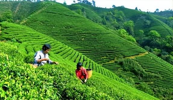 种植绿茶要注意这几点，栽培时不仅要注意品种筛选，还要掌握技巧