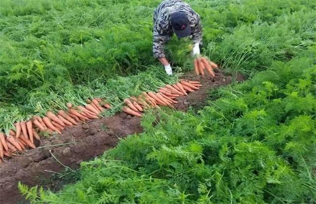 胡萝卜不好种？掌握两个小技巧，保证出苗早、出苗齐