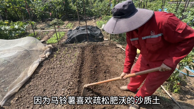 春天种植马铃薯，先挖一条沟，还是先种薯？