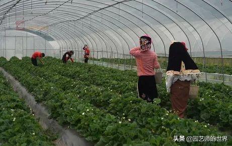 夏季草莓，为高山农业带来新契机