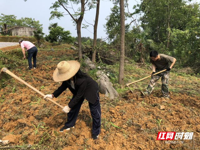 宜章县关溪乡：村民代表联群众 荒地耕出丰收田