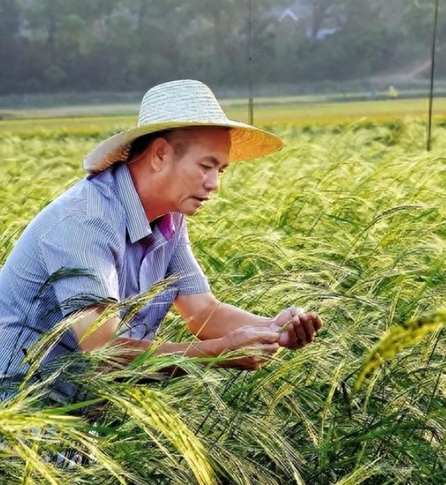 盐碱地产出的海水稻，口感难吃却越种越多，国家为何要大量种植？