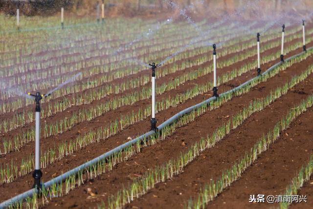 种植韭黄需要什么生长条件？掌握这5种方法，老菜农也会很羡慕你