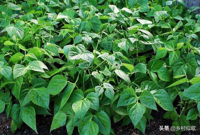 四季豆四季都可种植吗？它种植的条件是什么，怎样种植才能丰收？