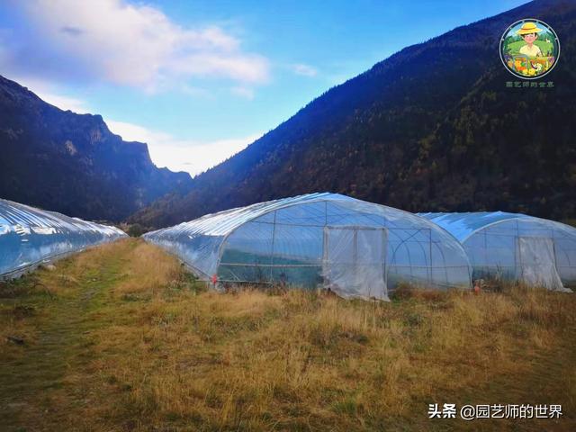 夏季草莓，为高山农业带来新契机