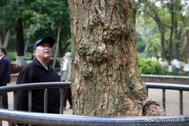 黄花梨木家具能卖出天价，为什么农民不种植黄花梨呢？三点原因