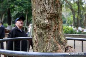 黄花梨大量种植(黄花梨木家具能卖出天价，为什么农民不种植黄花梨呢？三点原因)