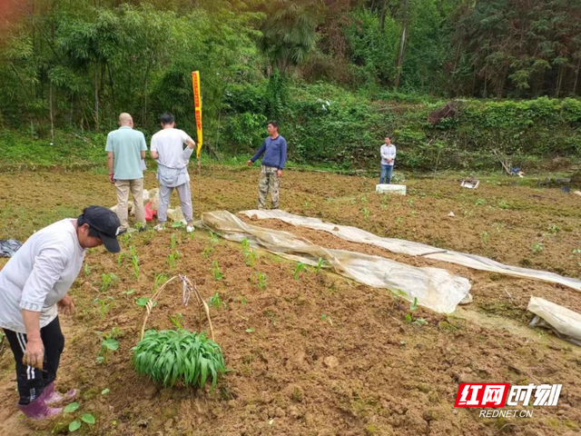 宜章县关溪乡：村民代表联群众 荒地耕出丰收田