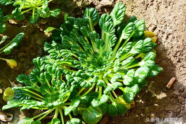 种了几棵乌塌菜，霜降后采收味道更鲜美，这下有菜吃了