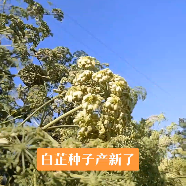 白芷种植