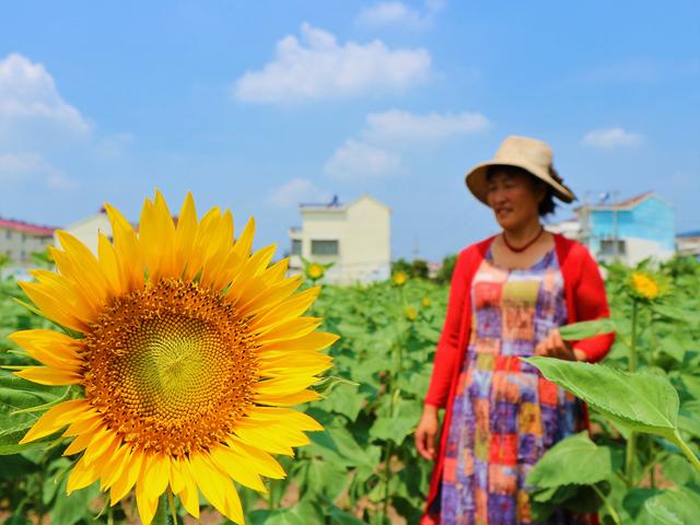 种植向日葵效益如何？农村大姐种植6亩，猜猜能赚多少钱？