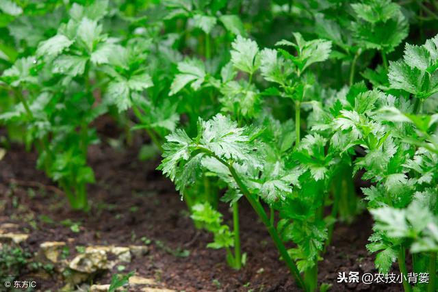 蔬菜定植前巧炼苗，移栽后缓苗快、苗势壮、成活率高！