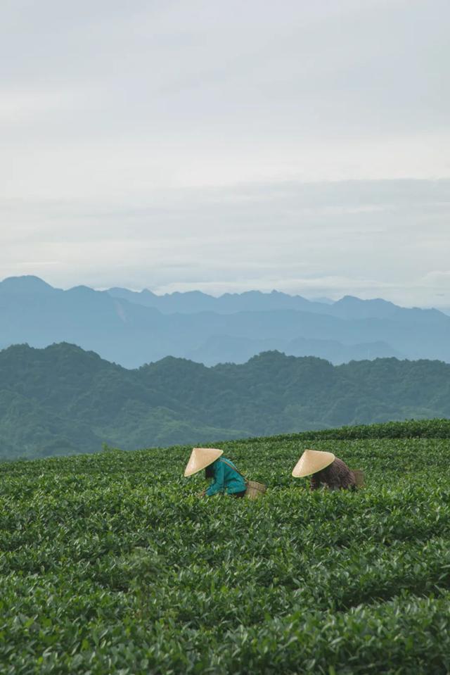 雅安名山，一座被低估的千年文化茶乡