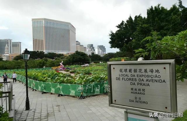 荷花节先睹为快