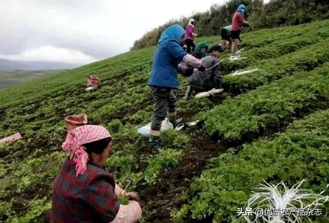 囚徒困境？从当归种植看中药材机械化