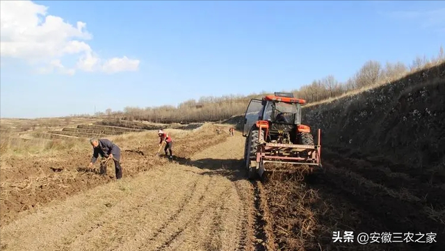 种植50亩黄芪和白术，哪个效益更高，投资成本如何，你会怎么选择