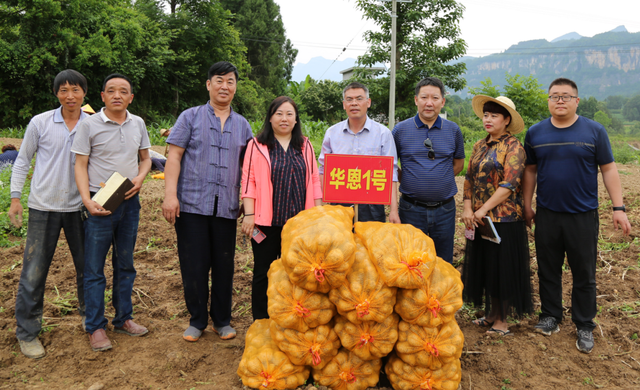 恩施州：早熟马铃薯试种成功 6个增产品种值得大面积推广