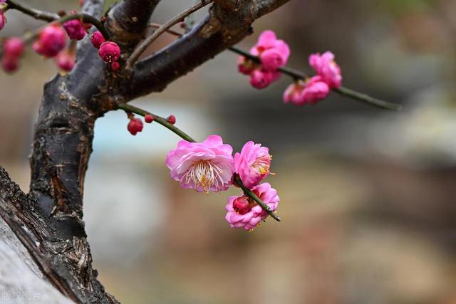 中国人爱养的“梅兰竹菊”，分别代表啥，室内都可以养吗