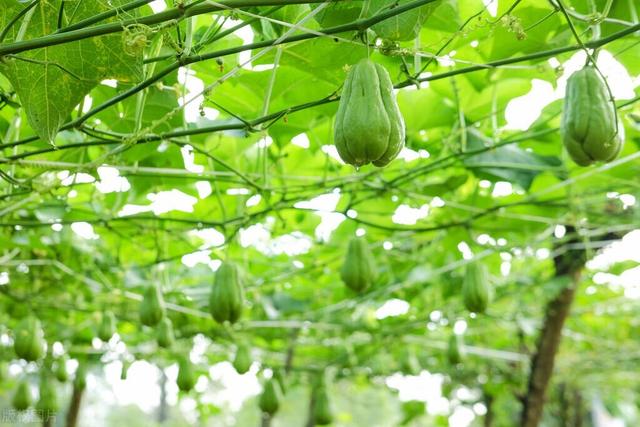 家种佛手瓜，福寿不离家！掌握这8个种植要点，佛手瓜结得挂满架