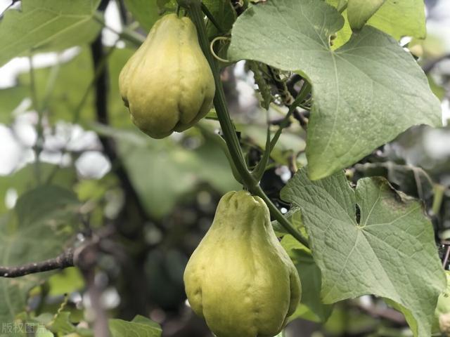 家种佛手瓜，福寿不离家！掌握这8个种植要点，佛手瓜结得挂满架