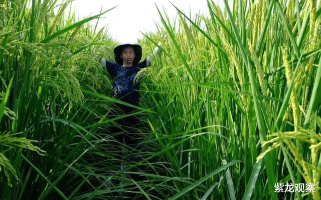 袁老的禾下乘凉梦实现了，中国成功试种巨型水稻，高度足足有2米