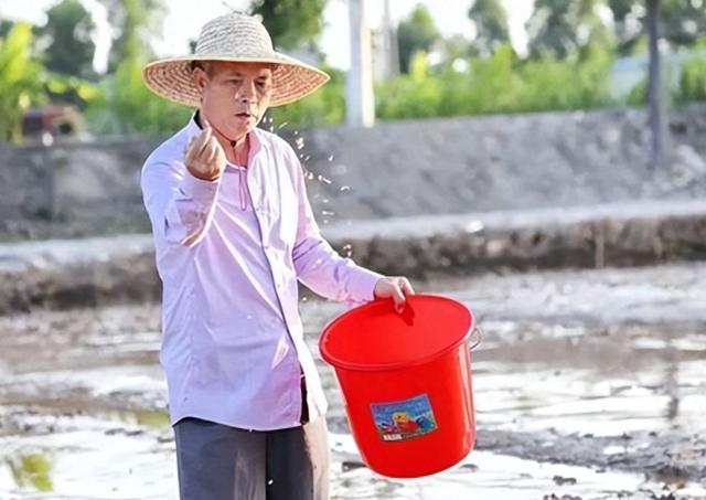 盐碱地产出的海水稻，口感难吃却越种越多，国家为何要大量种植？