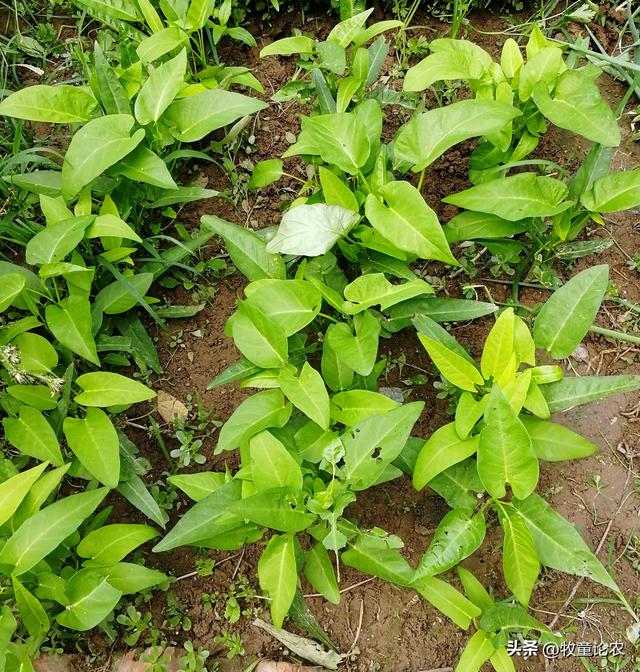 空心菜种植，种植的技术，空心菜栽培管理研究