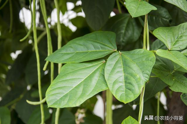 春季种植豆角做到这五点，苗株健壮、开花结荚多，持续采摘能高产