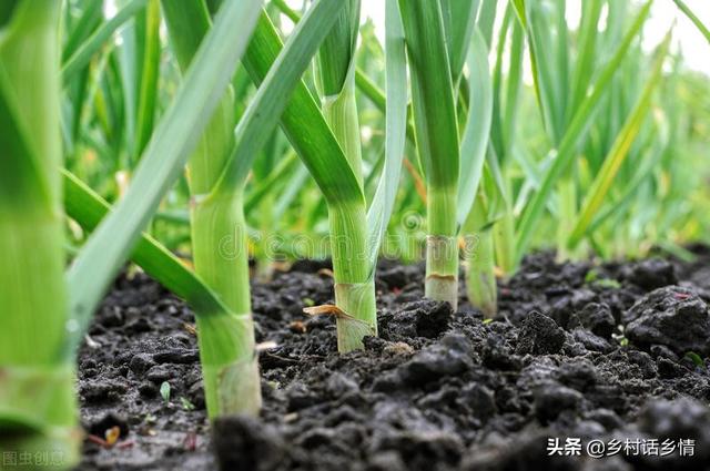 各地蔬菜种植时间表，菜农必备技能，一年四季种啥全知道