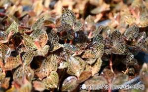 广东金线莲种植(靠山吃山，信宜大成埇尾村一群众开辟致富道路：发展金线莲种植)