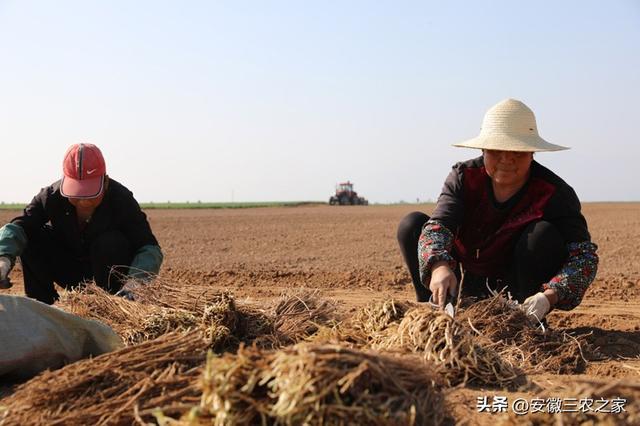 种植50亩黄芪和白术，哪个效益更高，投资成本如何，你会怎么选择