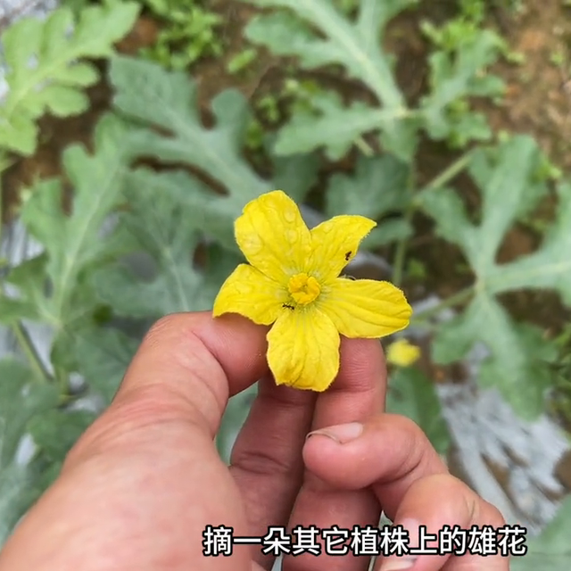 历时三个半月，从种子到成熟，今年最后一个西瓜种植视频来了