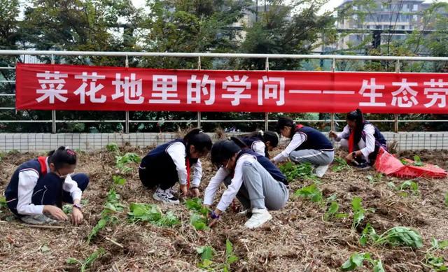 遂宁市洋渡实验学校生态劳动项目式课程：菜花地里的学问