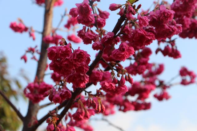 「优质新品种樱花」市场比较火的樱花品种