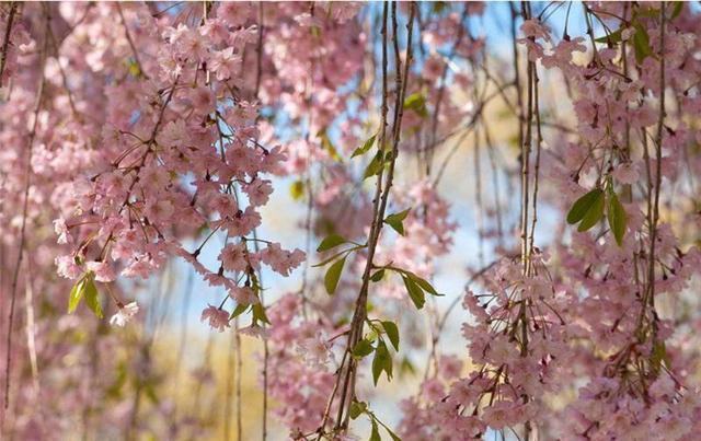 「优质新品种樱花」市场比较火的樱花品种