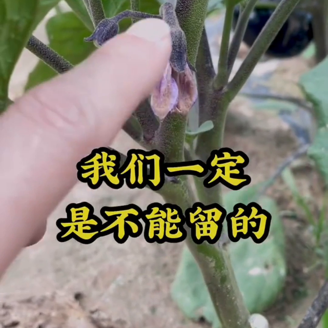 茄子管理小妙招#em菌种