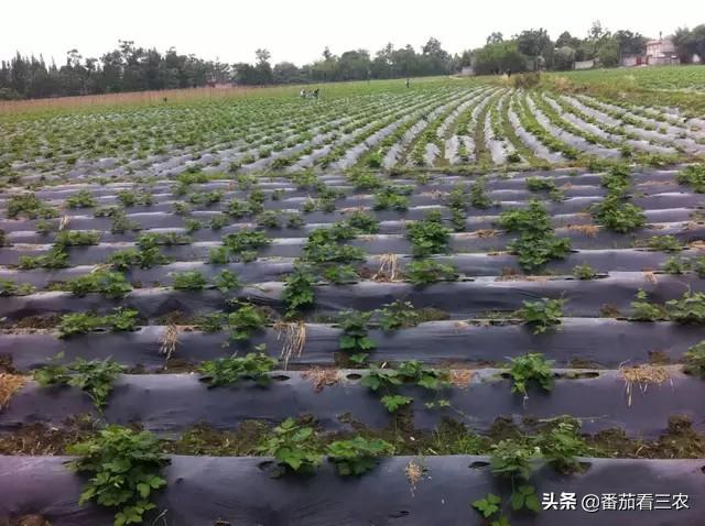 这种食药两用作物，掌握高产技巧，产量媲美红薯，可尝试种植几亩