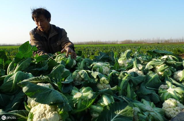 花菜产量高不高？关键看施肥时间，做对的人没几个