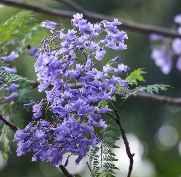 四年来最美艳！广州蓝花楹开花繁盛，哪里可以看？