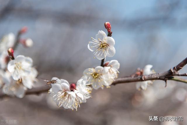 清新早梅古诗七首：孟冬天地闭，萼绿数花开