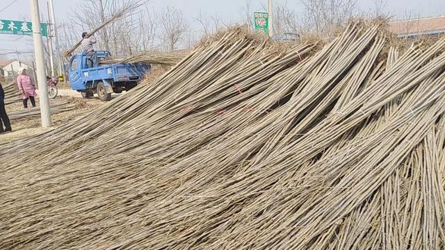 种植杨树苗一年利润怎么样