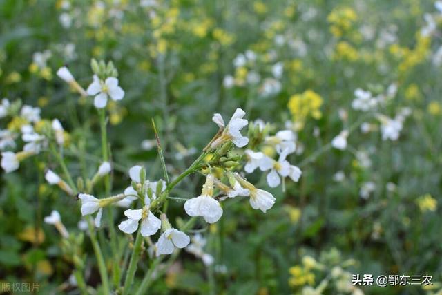 化肥涨价后，农户可以种植绿肥，来解决化肥成本过高的问题