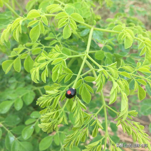 专栏｜辣木种植与市场开发：种植前景与价值