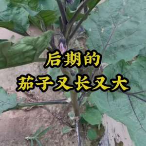 茄子怎么种植视频(茄子管理小妙招#em菌种)