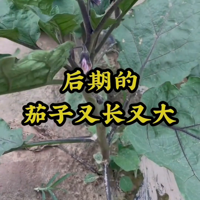 茄子管理小妙招#em菌种