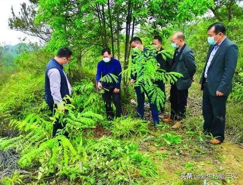 什么农作物适合种植在山上？请看具体分析