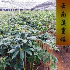 云南丽江重楼种植基地(重楼种植历史及现状)